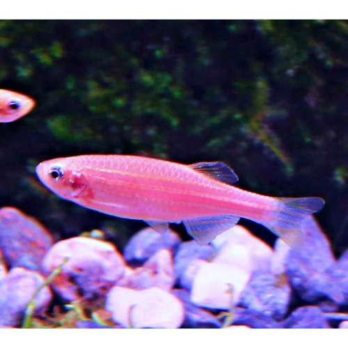 【成崧水族,10送1】粉紅仙子魚 粉紅仙子斑馬 斑馬魚 小型魚 熱帶魚