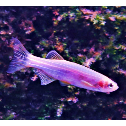 【成崧水族】藍仙子 藍仙子斑馬 斑馬魚 小型魚 熱帶魚
