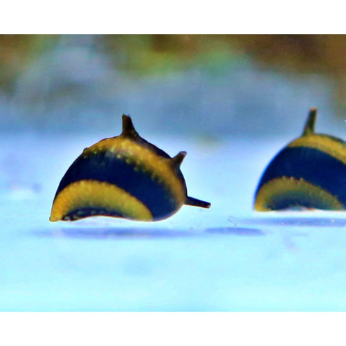 【成崧水族】蜜蜂角螺 螺類 小型螺 除藻螺 草缸