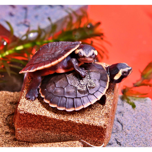 【成崧水族】紅腹側頸龜 紅腹短頸龜 紅肚側頸龜 圓澳龜 澤龜 水龜