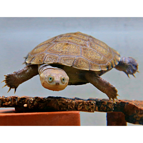 【成崧水族】沼澤側頸龜 側頸龜 蛋龜 箱龜 澤龜 水龜 小型龜
