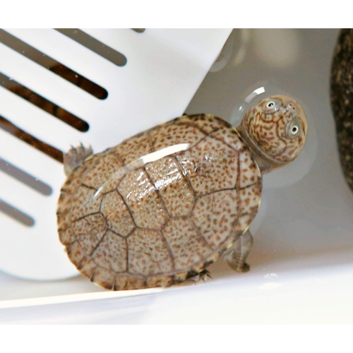 【成崧水族】西非側頸龜 側頸龜 蛋龜 箱龜 澤龜 水龜 小型龜