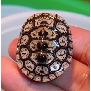 【成崧水族】華麗鑽紋 鑽紋龜 水龜 澤龜 華麗鑽紋龜 蛋龜 箱龜