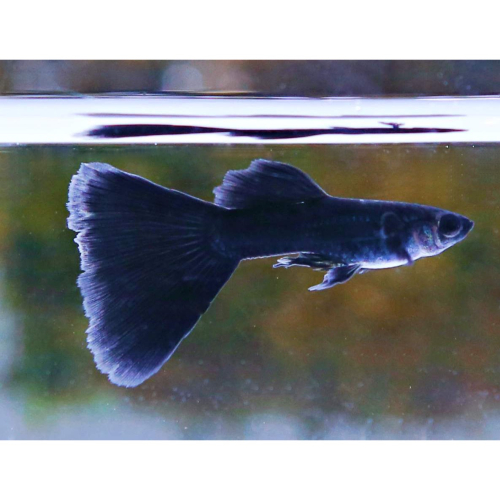 【成崧水族，5送1】黑木炭對魚 孔雀魚 黑木炭孔雀 黑木炭 脂鯉科 餌料 模型