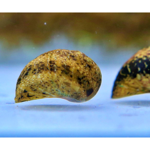 【成崧水族，10送1】彩蛋螺 螺類 小型螺 除藻螺 草缸專用