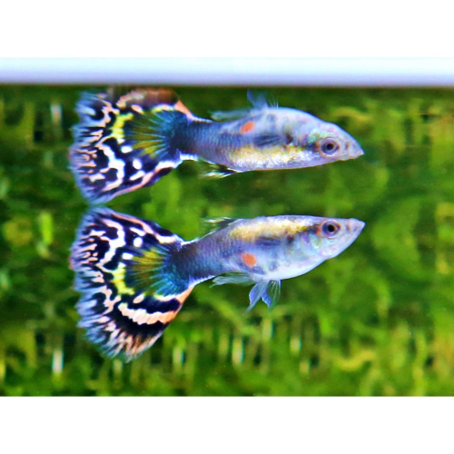 【成崧水族,10送1】蛇王蕾絲孔雀 蛇王蕾絲孔雀魚 孔雀魚 小型魚 熱帶魚