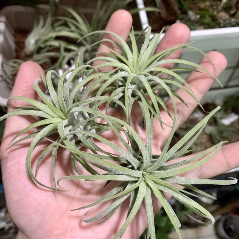 【小玩植】空氣鳳梨 🌿捲葉小精靈 Tillandsia ionantha Curly leaf-細節圖4