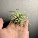 【小玩植】空氣鳳梨 🌿捲葉小精靈 Tillandsia ionantha Curly leaf-規格圖4