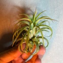 【小玩植】空氣鳳梨 🌿捲葉小精靈 Tillandsia ionantha Curly leaf-規格圖4