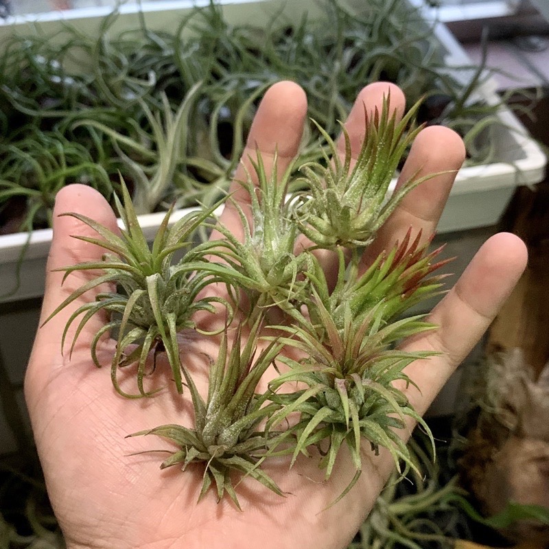 【小玩植】空氣鳳梨 🌿福果（火焰）小精靈  小型種精靈 Tillandsia ionantha Fuego，福果小精靈-細節圖2