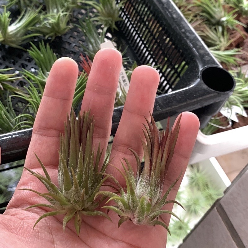 【小玩植】空氣鳳梨 🌿福果（火焰）小精靈  小型種精靈 Tillandsia ionantha Fuego，福果小精靈-細節圖3
