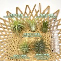 ￼【小玩植】空氣鳳梨 Tillandsia 🌿 小精靈組合 空氣鳳梨優惠組‼️，新手組合-規格圖4