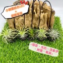 ￼【小玩植】空氣鳳梨 Tillandsia 🌿 小精靈組合 空氣鳳梨優惠組‼️，新手組合-規格圖4