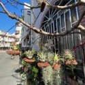 ￼【小玩植】空氣鳳梨 Tillandsia 🌿 小精靈組合 空氣鳳梨優惠組‼️，新手組合-規格圖4
