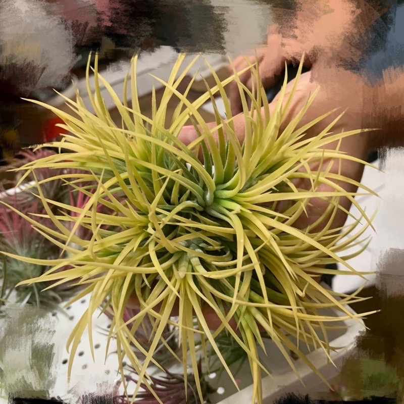 【小玩植】空氣鳳梨 🌿德魯伊小精靈 Tillandsia ionantha Druid 黃葉小白花🌸，德魯伊小精靈-細節圖2