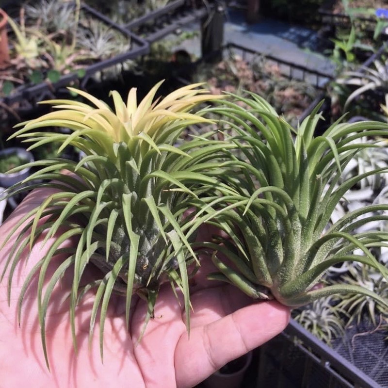 【小玩植】空氣鳳梨 🌿德魯伊小精靈 Tillandsia ionantha Druid 黃葉小白花🌸，德魯伊小精靈-細節圖3