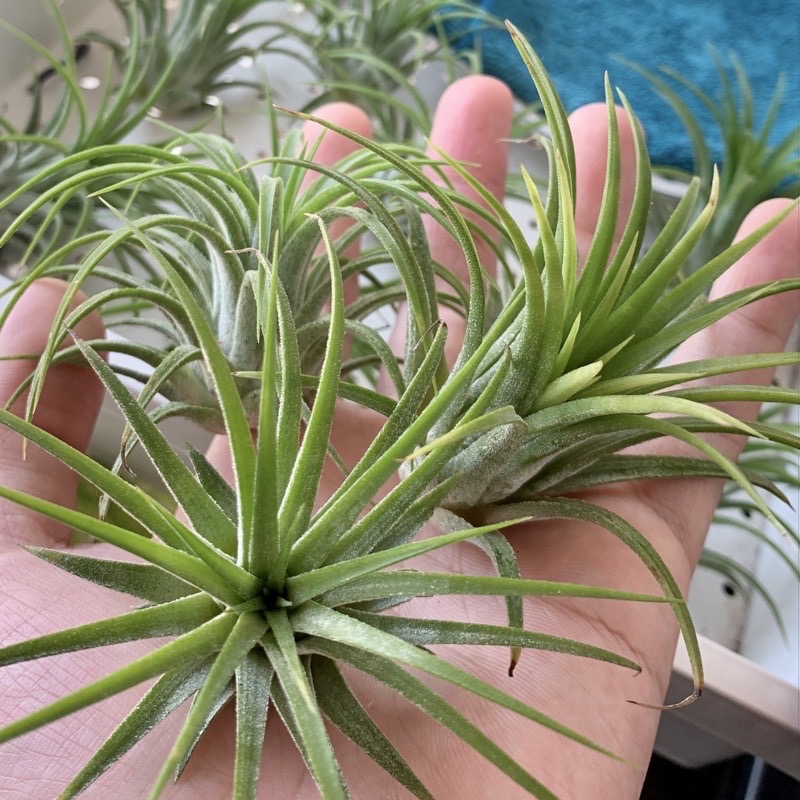【小玩植】空氣鳳梨 🌿德魯伊小精靈 Tillandsia ionantha Druid 黃葉小白花🌸，德魯伊小精靈-細節圖4