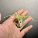 【小玩植】空氣鳳梨 🌿德魯伊小精靈 Tillandsia ionantha Druid 黃葉小白花🌸，德魯伊小精靈-規格圖4