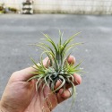 【小玩植】空氣鳳梨 🌿德魯伊小精靈 Tillandsia ionantha Druid 黃葉小白花🌸，德魯伊小精靈-規格圖4