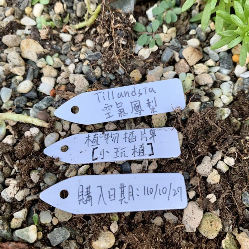 【小玩植】空氣鳳梨 🌿植物插牌 蘭花花牌 標籤 吊牌 名牌，植物插牌-細節圖2