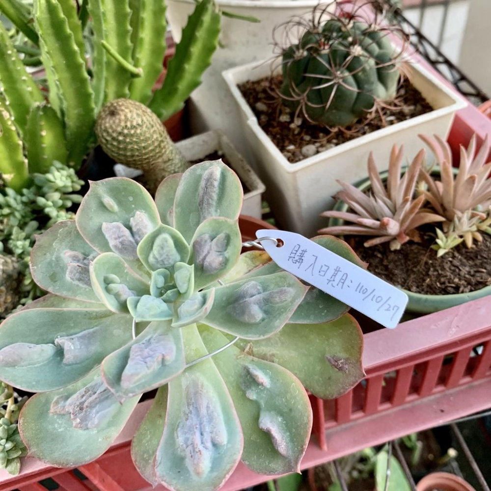 【小玩植】空氣鳳梨 🌿植物插牌 蘭花花牌 標籤 吊牌 名牌，植物插牌-細節圖3