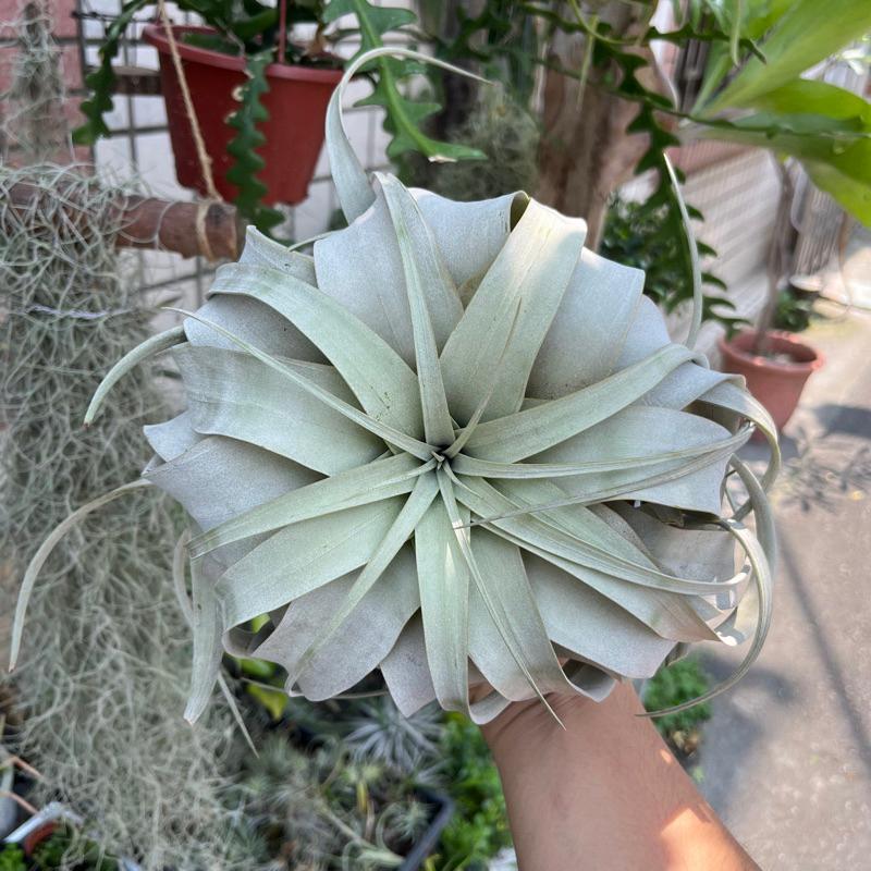 【小玩植】空氣鳳梨🌿霸王/法官頭/Q霸/包葉/側芽Tillandsia xerographica 霸氣外露😎，霸王-細節圖2