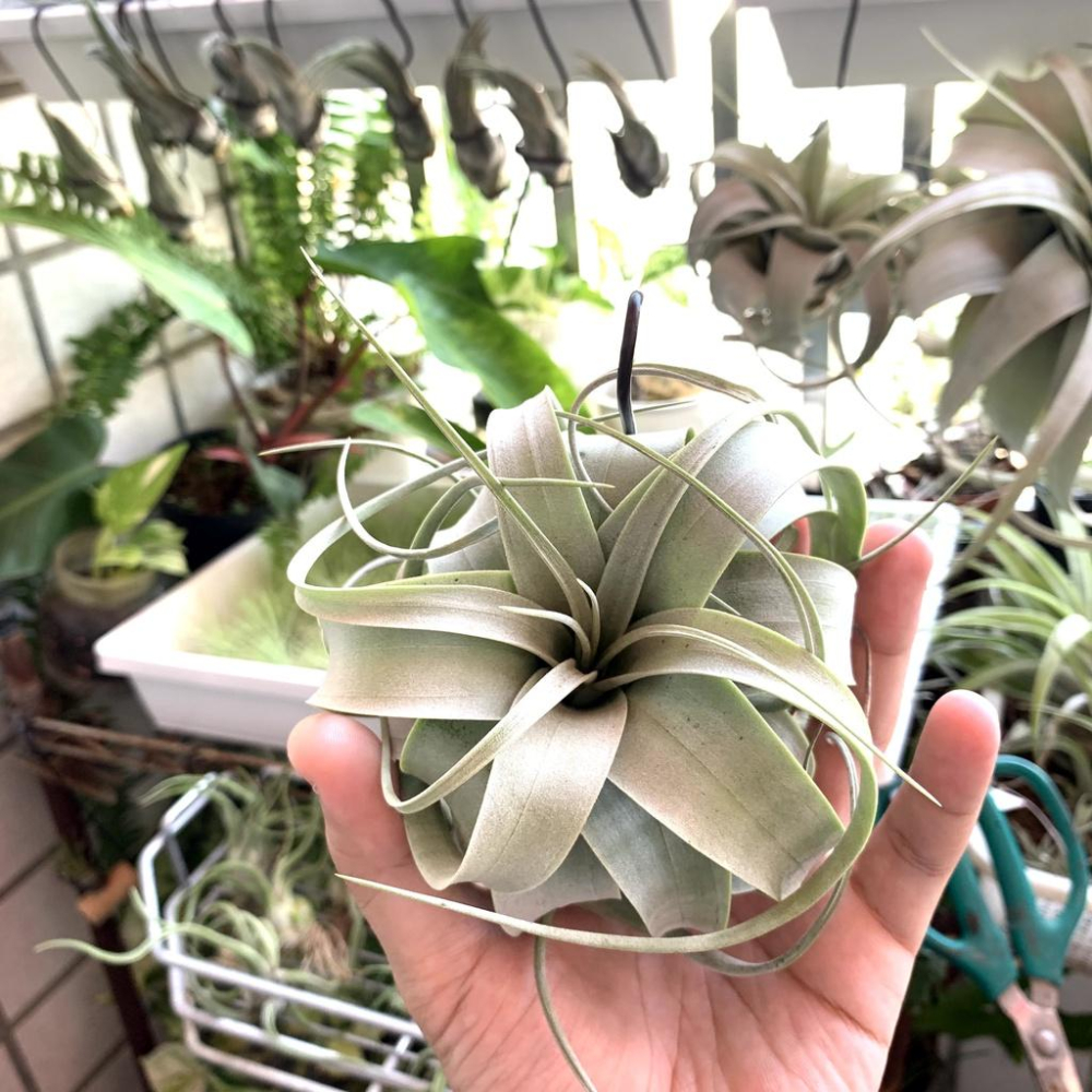 【小玩植】空氣鳳梨🌿霸王/法官頭/Q霸/包葉/側芽Tillandsia xerographica 霸氣外露😎，霸王-細節圖3