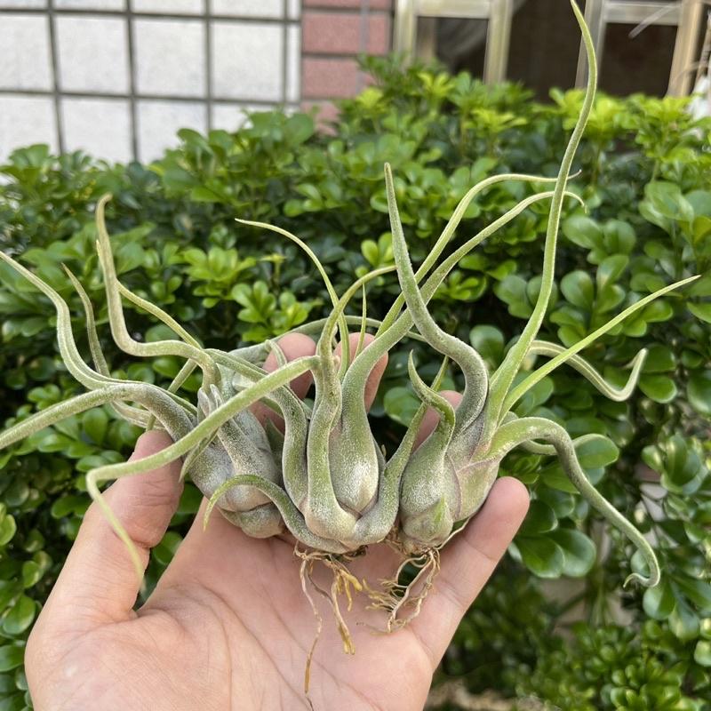 【小玩植】空氣鳳梨 🌿女王頭/梅杜莎 實生女王頭 Tillandsia caput medusae，女王頭/梅杜莎-細節圖2