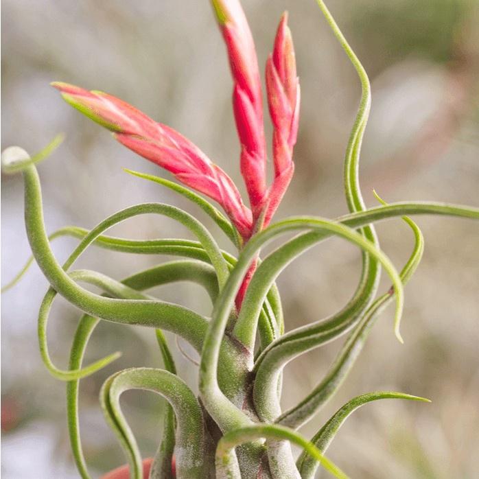 【小玩植】空氣鳳梨 🌿女王頭/梅杜莎 實生女王頭 Tillandsia caput medusae，女王頭/梅杜莎-細節圖4