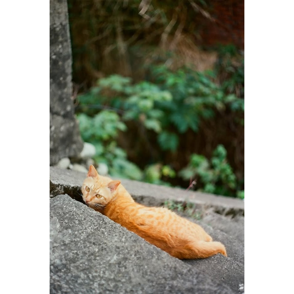 東蔡M42鏡Pancolar 1.8/50mm aus JENA 斑馬版-細節圖4