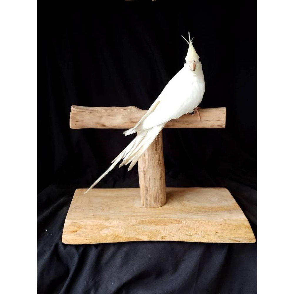 ✰FatBuu木作屋✰ 天然棲木鸚鵡站台【適合中大型鳥】 |（ 無毒