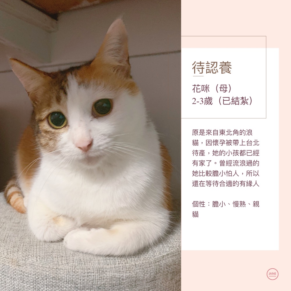 「Lunacat」手繪小卡片/助養花咪300-細節圖2