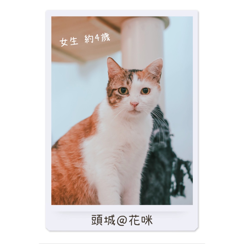 「Lunacat」手繪小卡片/助養花咪300-細節圖3