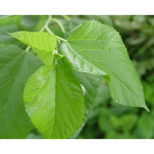 提摩西 牧草粉-桑葉粉-車前草粉-牛蒡粉-蒲公英粉-仙人掌粉-細節圖2