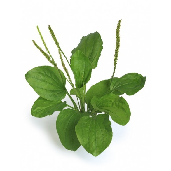 提摩西 牧草粉-桑葉粉-車前草粉-牛蒡粉-蒲公英粉-仙人掌粉-細節圖3