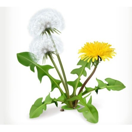 提摩西 牧草粉-桑葉粉-車前草粉-牛蒡粉-蒲公英粉-仙人掌粉-細節圖5