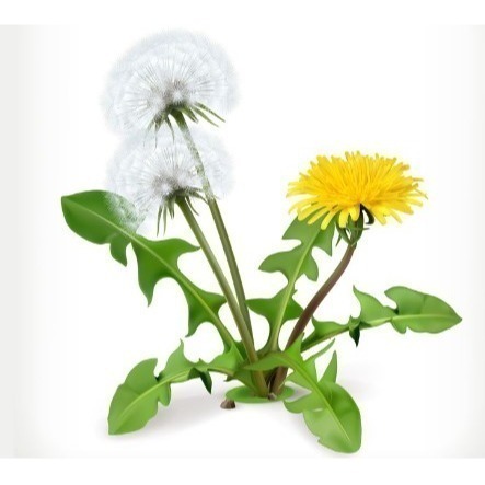 提摩西 牧草粉-桑葉粉-車前草粉-牛蒡粉-蒲公英粉-仙人掌粉-細節圖5