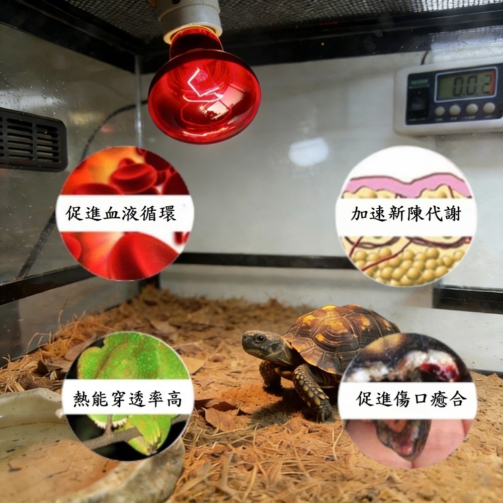 【陸龜小學堂】UVA 紅外線加熱燈 紅外線爬蟲加熱燈 紅光夜燈 陸龜變色龍蜥蜴蛇夜燈爬寵保溫-細節圖2