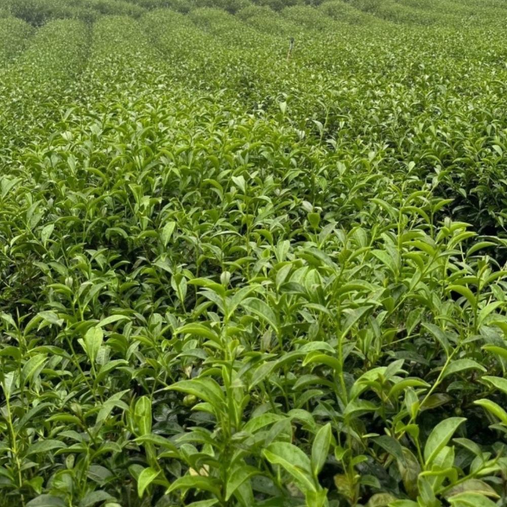 高峰烏龍茶 (150g)-細節圖5