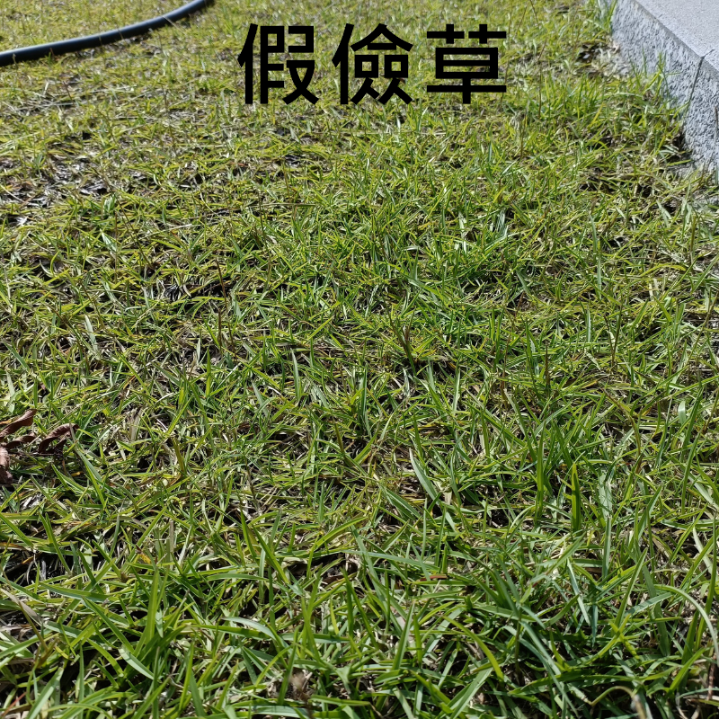 蜈蚣草 種子 假儉草 1公斤 草皮 草皮種子 | 網農種苗-細節圖2
