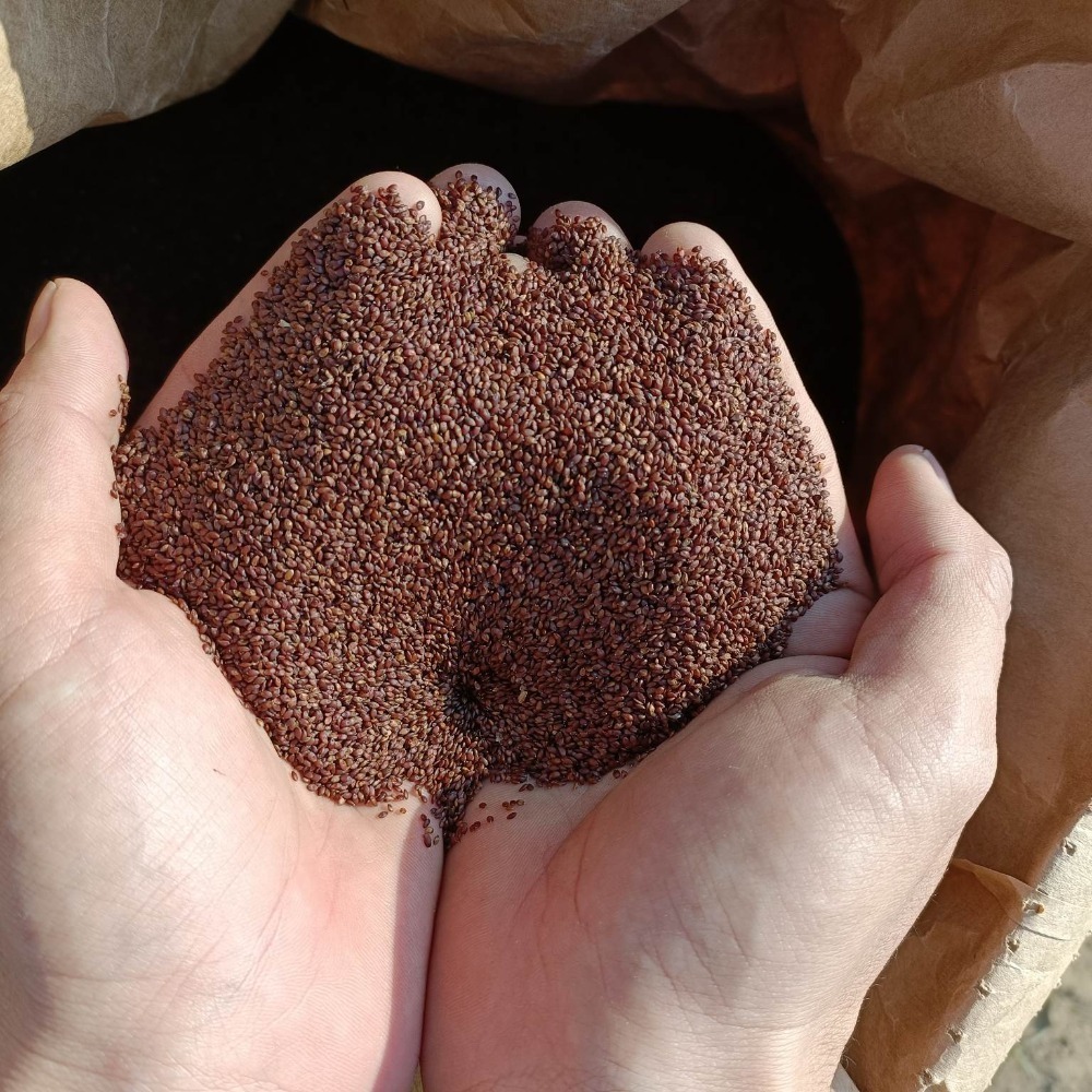 蜈蚣草 種子 假儉草 1公斤 草皮 草皮種子 | 網農種苗-細節圖3
