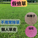 蜈蚣草 種子 假儉草 1公斤 草皮 草皮種子 | 網農種苗-規格圖3