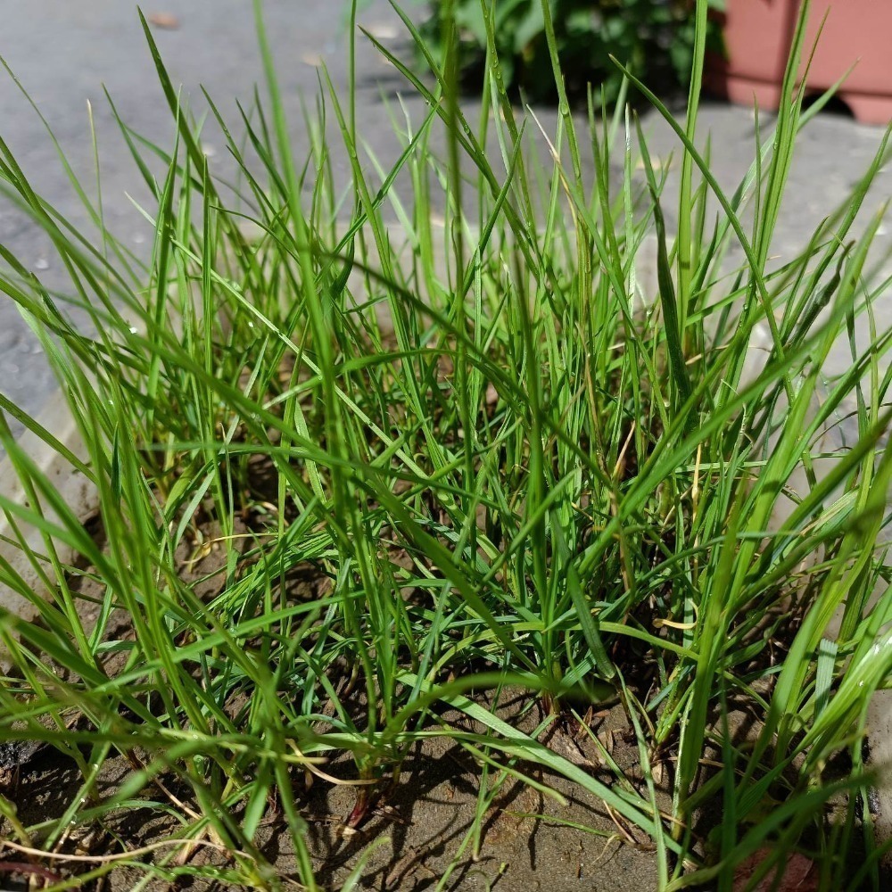 高狐草種子1公斤  律柏草 冷季草 草皮種子 園藝 | 網農種苗-細節圖2