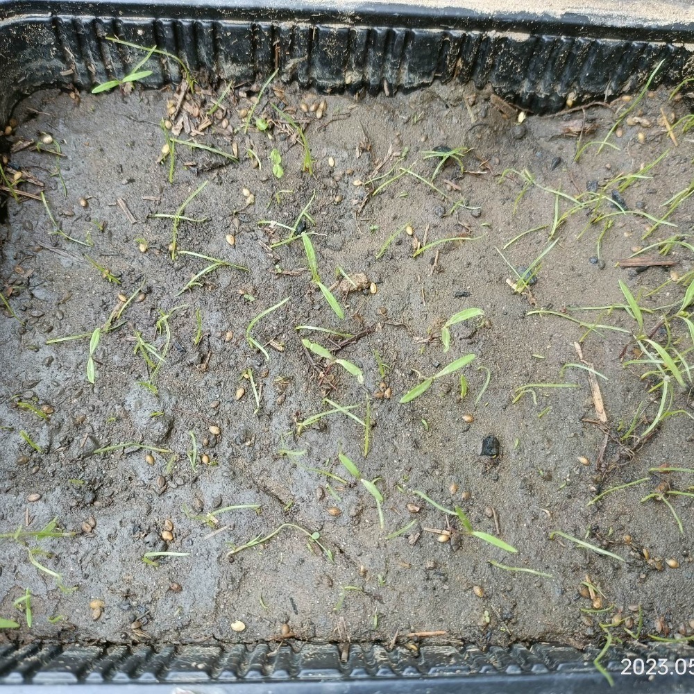 [現貨×台灣出貨] 百喜草 種子 草皮種子 1公斤 草皮 園藝 草 【網農種苗】-細節圖2