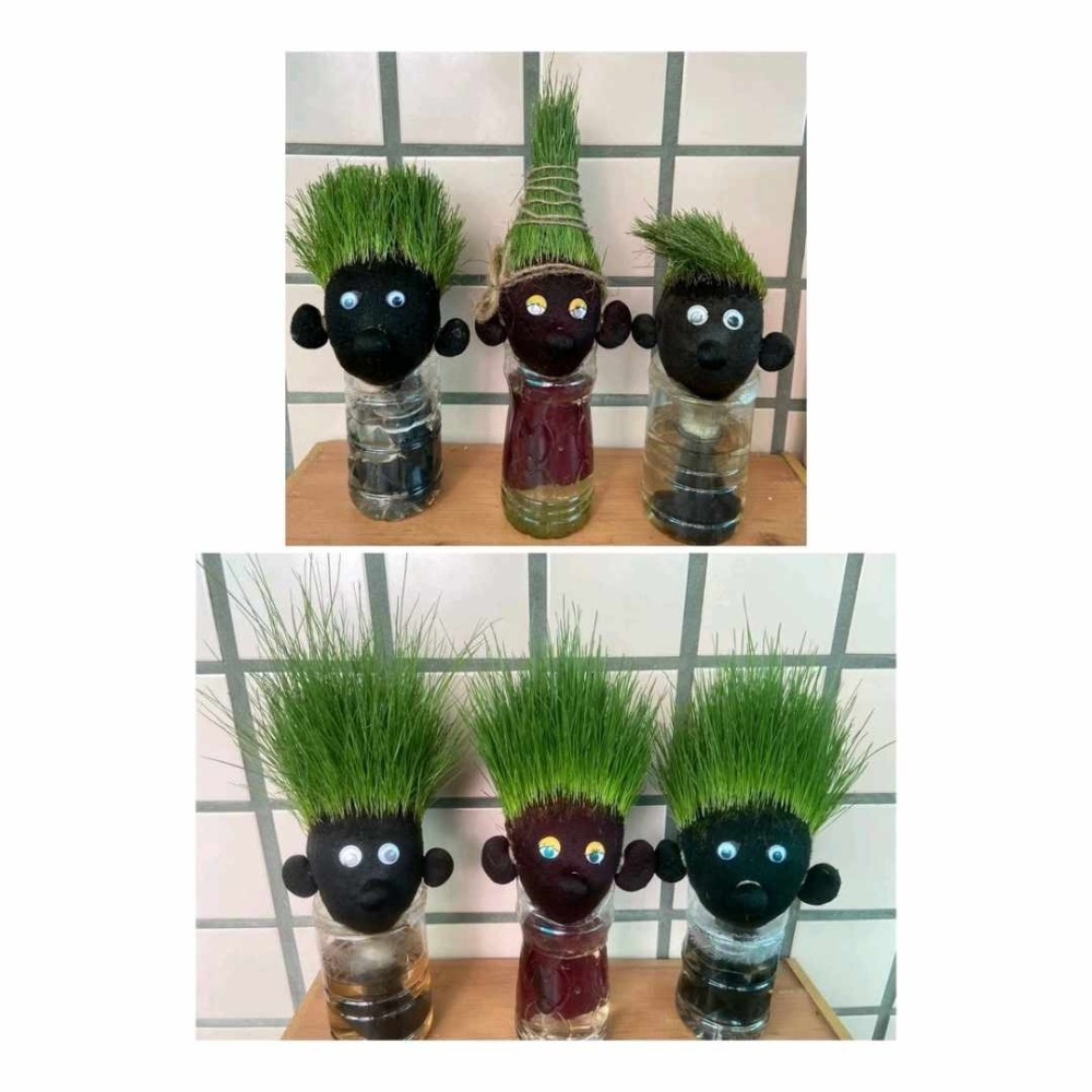 [現貨×台南出貨] 黑麥草 貓草 達冠草 1公斤 種子 草頭娃娃 草皮種子 園藝 |網農種苗-細節圖2