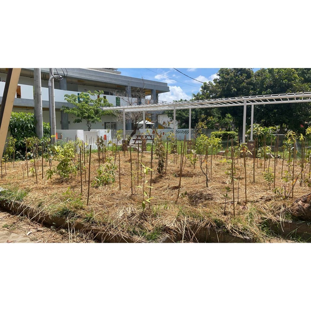 稻草蓆 稻草磚 乾稻草 100m2  園藝資材 稻草人 | 網農種苗-細節圖5