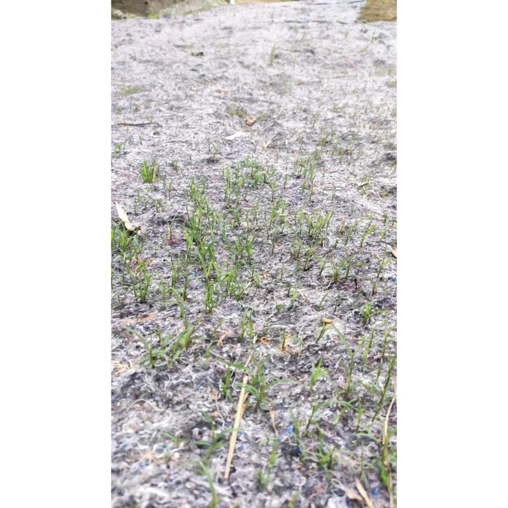 植生毯 含草種植生毯 防止土質流失 工程用雙層植生毯 山坡地綠化首選 網農種苗-細節圖2
