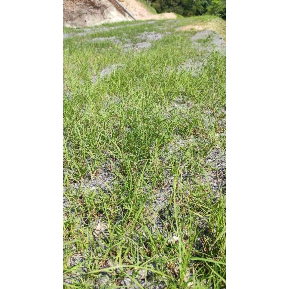 植生毯 含草種植生毯 防止土質流失 工程用雙層植生毯 山坡地綠化首選 網農種苗-細節圖3