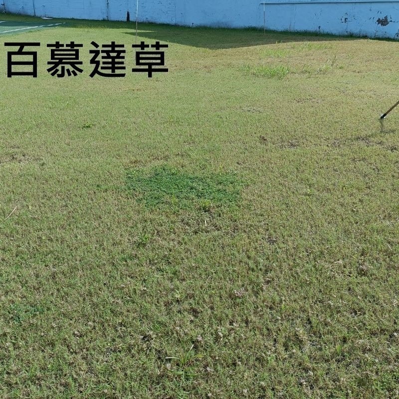 百慕達草種子 1公斤 狗牙根草 高發芽率  工程綠化 高爾夫球場 大量批發 | 網農種苗-細節圖2