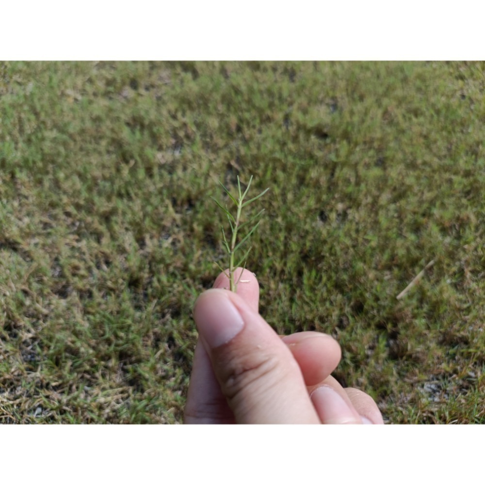 百慕達草種子 1公斤 狗牙根草 高發芽率  工程綠化 高爾夫球場 大量批發 | 網農種苗-細節圖3